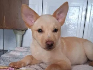 Cachorro raça SRD-ViraLata idade 2 a 6 meses nome Thor e cacau 