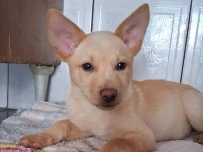 Cachorro raça SRD-ViraLata idade 2 a 6 meses nome Thor e cacau 