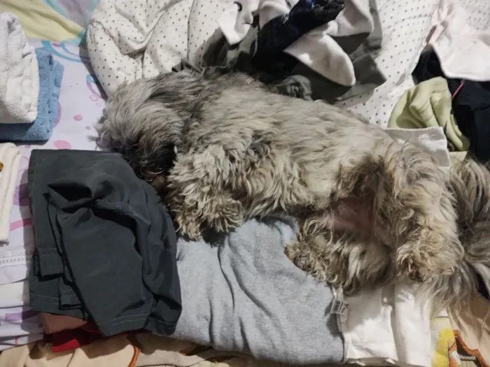 Cachorro raça Shitzu idade 1 ano nome não possui