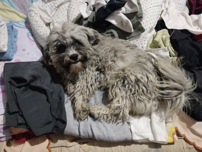 Cachorro raça Shitzu idade 1 ano nome não possui