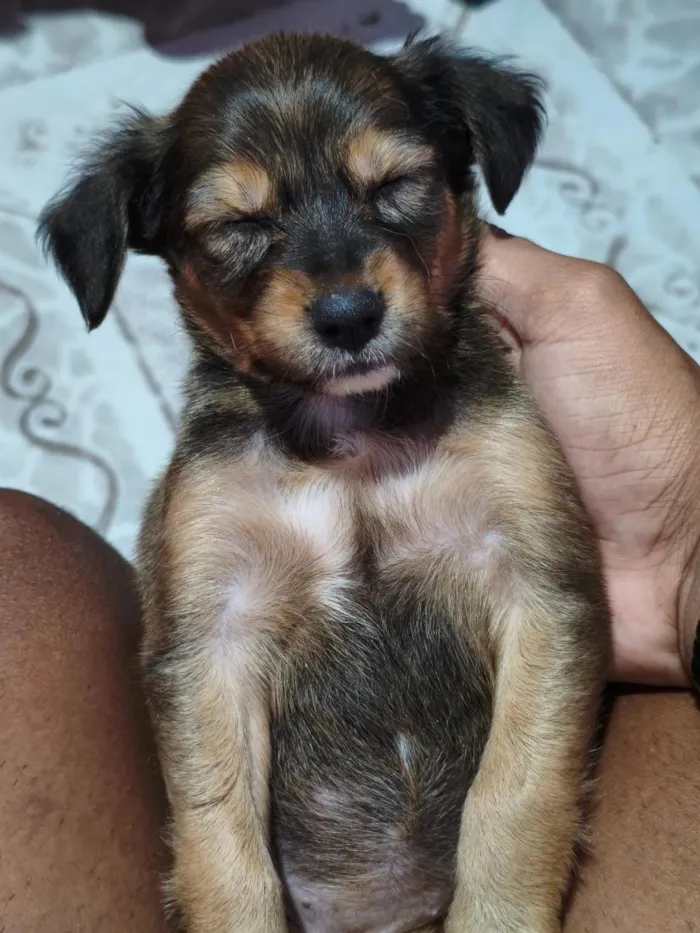 Cachorro raça SRD-ViraLata idade Abaixo de 2 meses nome Luna