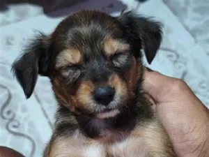Cachorro raça SRD-ViraLata idade Abaixo de 2 meses nome Luna