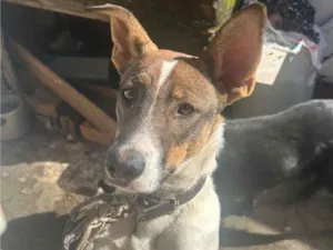 Cachorro raça SRD-ViraLata idade 7 a 11 meses nome Gigante 