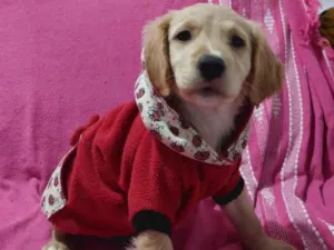 Cachorro raça SRD-ViraLata idade 7 a 11 meses nome Elis