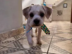 Cachorro raça Shitzu idade 2 a 6 meses nome não tem nome. 