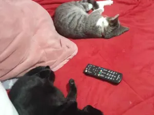 Gato raça SRD-ViraLata idade 7 a 11 meses nome Fuzarca 