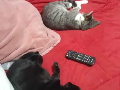 Gato raça SRD-ViraLata idade 7 a 11 meses nome Fuzarca 