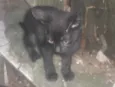 3 gatitos