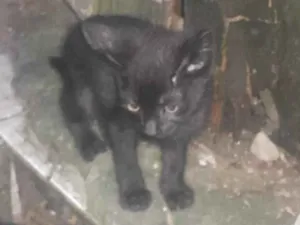 Gato raça SRD-ViraLata idade 2 a 6 meses nome 3 gatitos