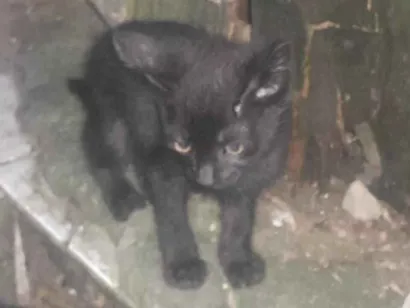 Gato raça SRD-ViraLata idade 2 a 6 meses nome 3 gatitos