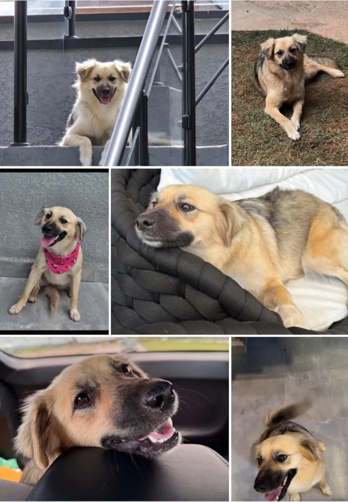 Cachorro raça SRD-ViraLata idade 3 anos nome Nina