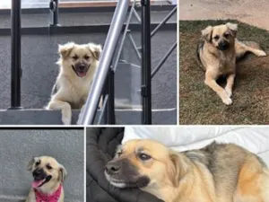 Cachorro raça SRD-ViraLata idade 3 anos nome Nina