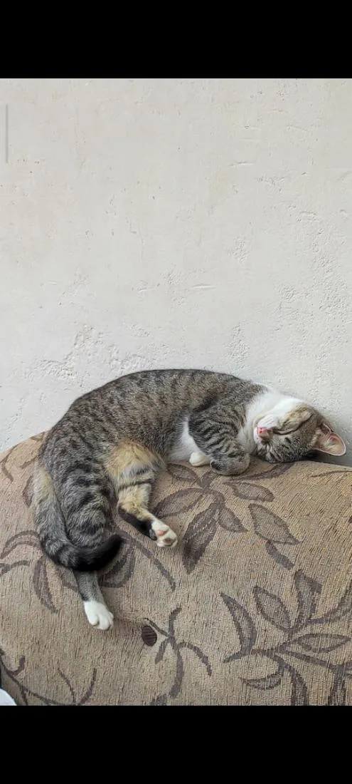 Gato raça SRD-ViraLata idade 1 ano nome Jane