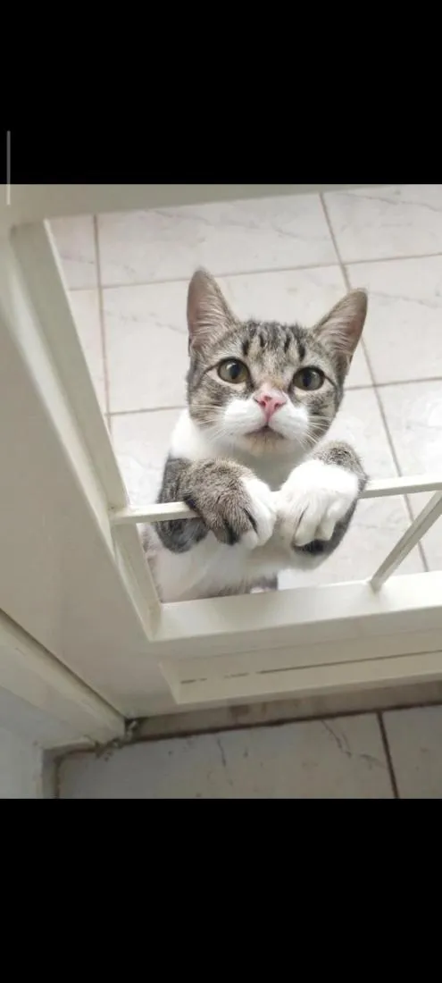 Gato raça SRD-ViraLata idade 1 ano nome Jane