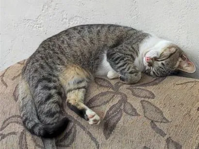 Gato raça SRD-ViraLata idade 1 ano nome Jane