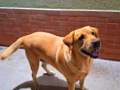Cachorro raça Labrador idade 6 ou mais anos nome Mel
