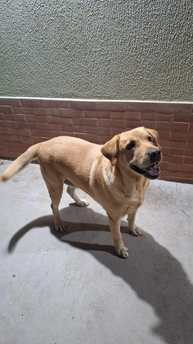 Cachorro raça Labrador idade 6 ou mais anos nome Mel