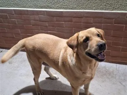 Cachorro raça Labrador idade 6 ou mais anos nome Mel