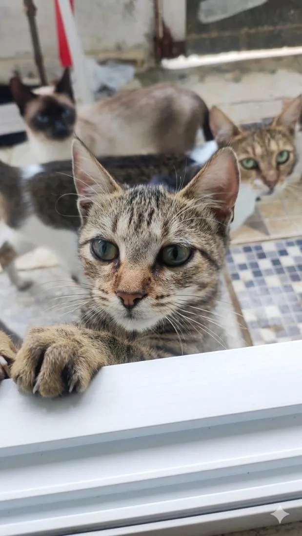 Gato raça SRD-ViraLata idade 1 ano nome Leopoldina