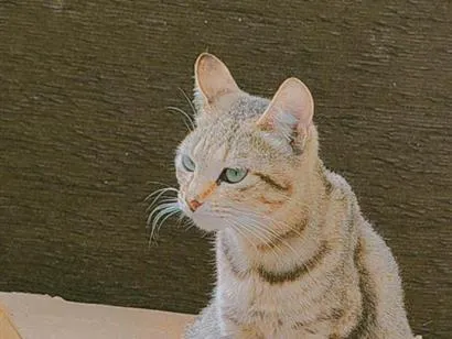 Gato raça SRD-ViraLata idade 1 ano nome Leopoldina