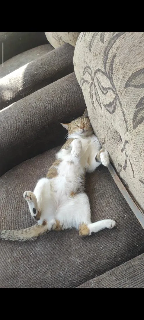 Gato raça SRD-ViraLata idade 2 anos nome Joaquim