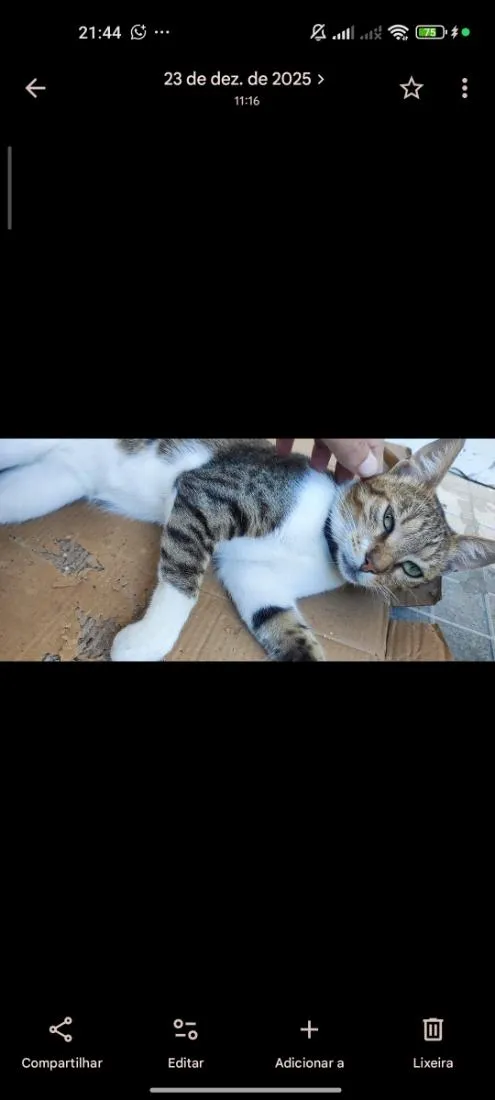 Gato raça SRD-ViraLata idade 2 anos nome Joaquim