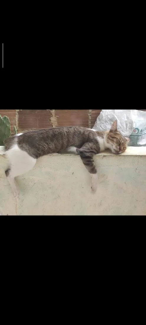 Gato raça SRD-ViraLata idade 2 anos nome Joaquim
