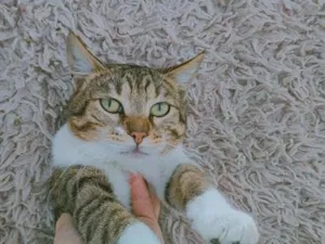 Gato raça SRD-ViraLata idade 2 anos nome Joaquim