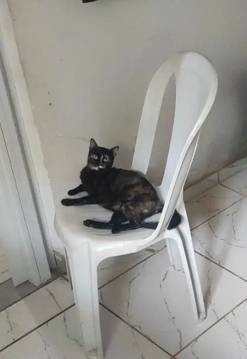 Gato raça SRD-ViraLata idade 2 anos nome Corujinha