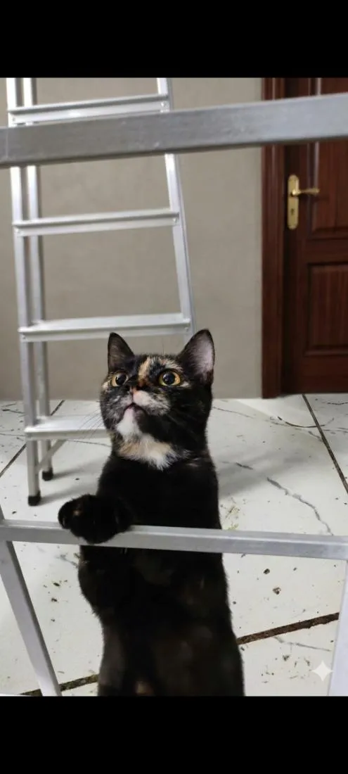 Gato raça SRD-ViraLata idade 2 anos nome Corujinha
