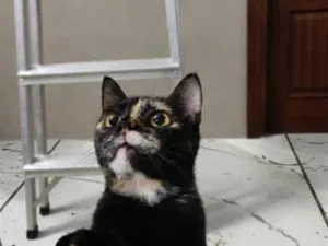 Gato raça SRD-ViraLata idade 2 anos nome Corujinha