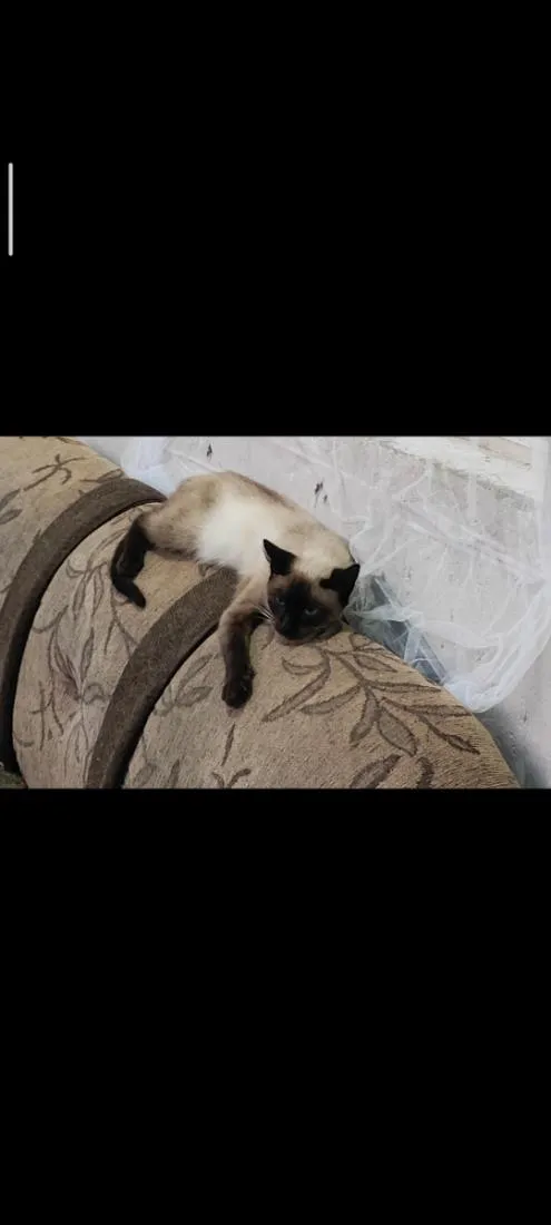 Gato raça Siamês idade 2 anos nome Maria Joaquina