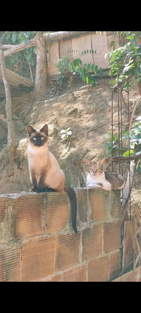 Gato raça Siamês idade 2 anos nome Maria Joaquina