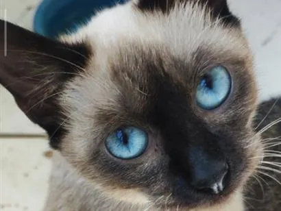 Gato raça Siamês idade 2 anos nome Maria Joaquina