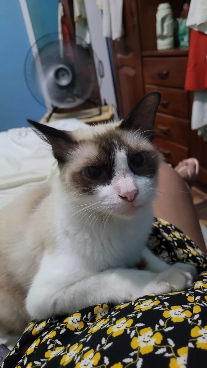 Gato raça Siamês idade 1 ano nome chanico 