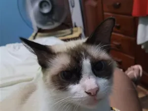 Gato raça Siamês idade 1 ano nome chanico 