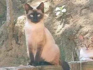 Gato raça Siamês idade 2 anos nome Maria Joaquina