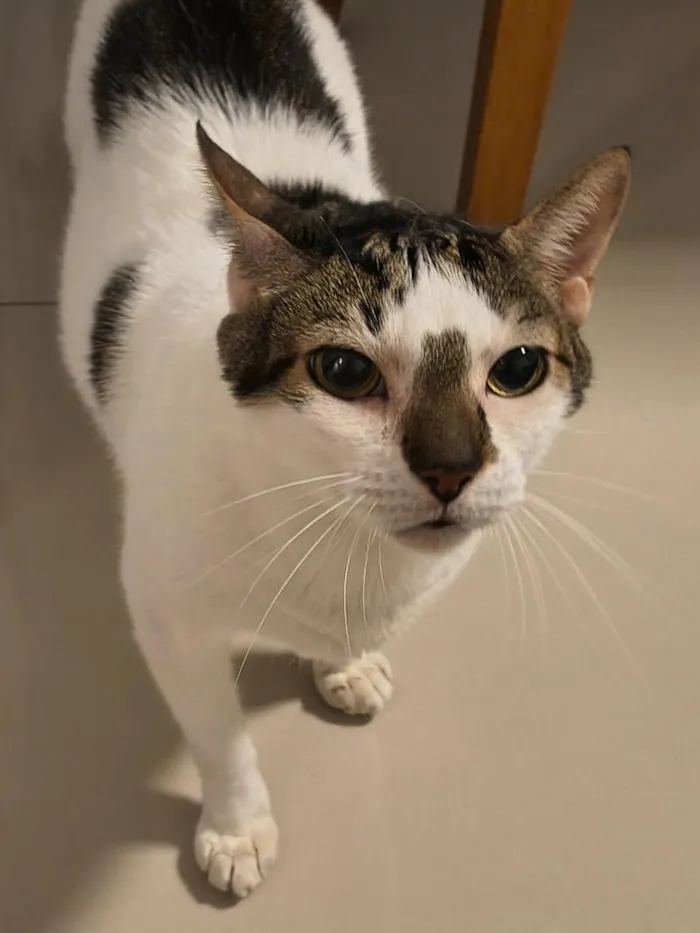 Gato raça SRD-ViraLata idade 6 ou mais anos nome Linus