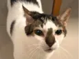 Linus