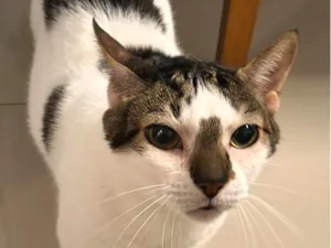 Gato raça SRD-ViraLata idade 6 ou mais anos nome Linus