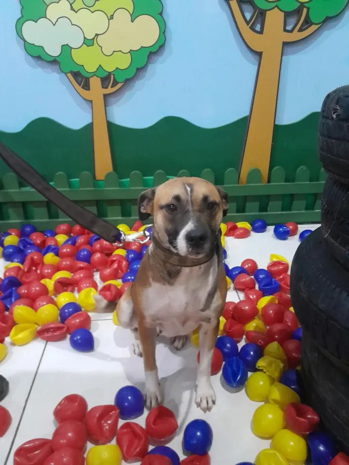 Cachorro raça SRD-ViraLata idade 3 anos nome Mila 
