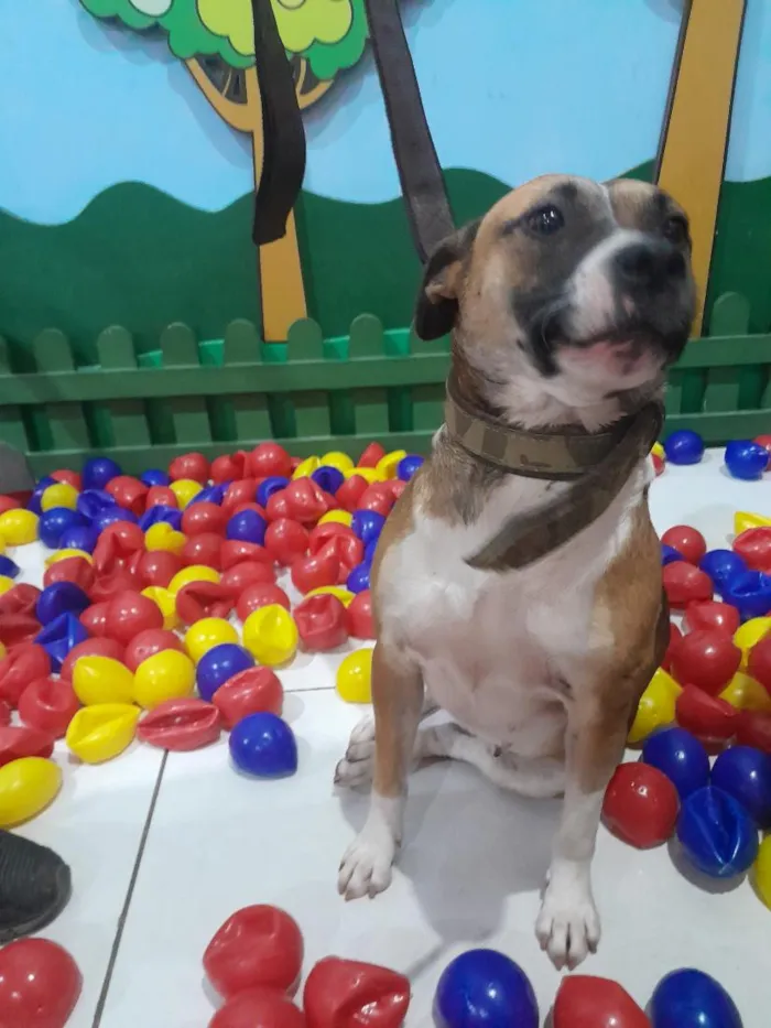 Cachorro raça SRD-ViraLata idade 3 anos nome Mila 