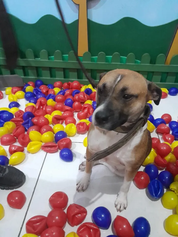 Cachorro raça SRD-ViraLata idade 3 anos nome Mila 