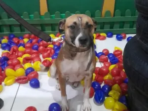 Cachorro raça SRD-ViraLata idade 3 anos nome Mila 