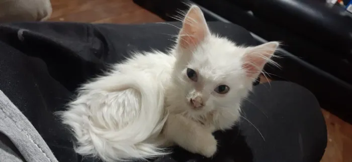 Gato raça SRD-ViraLata idade Abaixo de 2 meses nome Nala