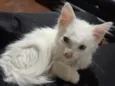 Nala