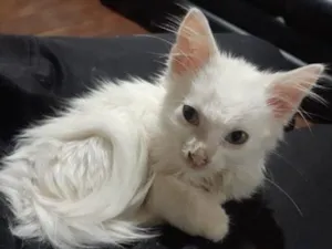 Gato raça SRD-ViraLata idade Abaixo de 2 meses nome Nala