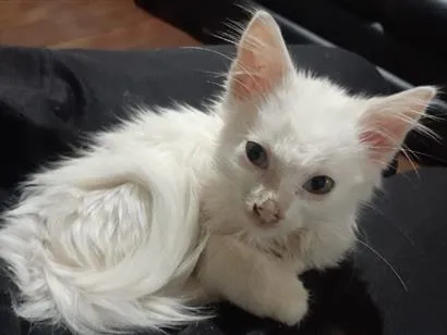 Gato raça SRD-ViraLata idade Abaixo de 2 meses nome Nala