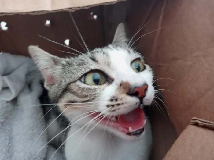 Gato raça SRD-ViraLata idade 2 anos nome Heia