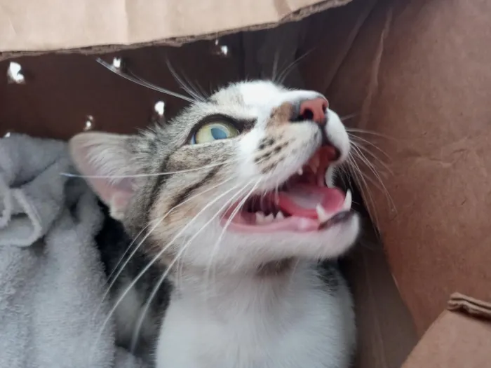 Gato raça SRD-ViraLata idade 2 anos nome Heia